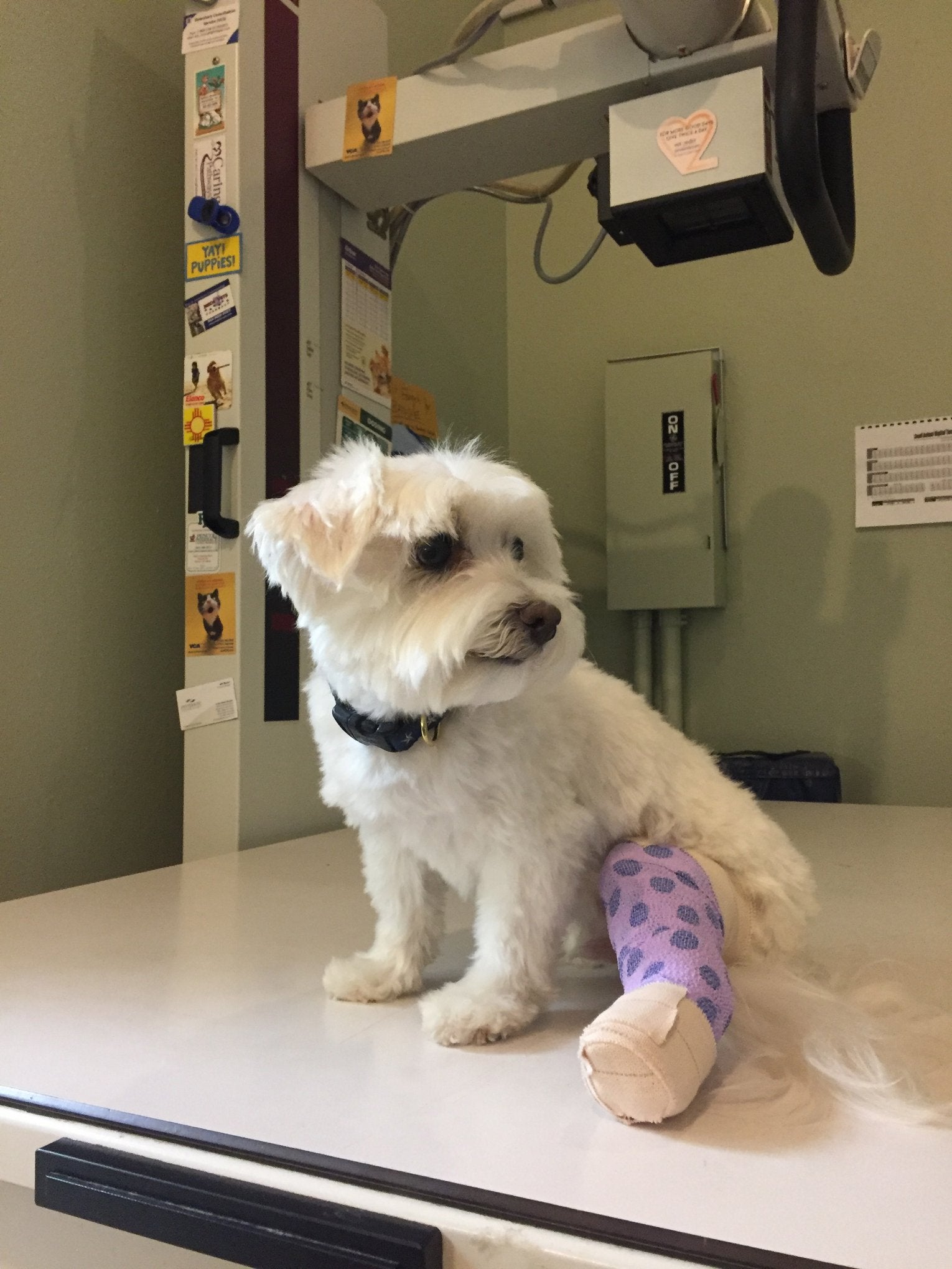 Find Pet Care Information and Veterinarians in Glendale, Colorado